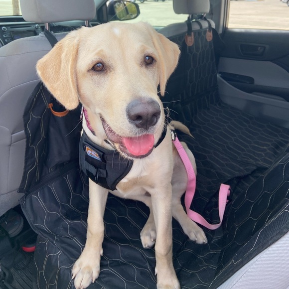 Meet your Posher, Lucinda ❣ - Picture 4 of 5